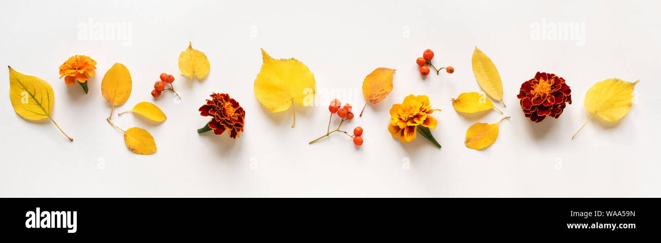 Autumnal composition yellow leaves and flowers on white background, top view, banner. Seasonal autumn flat lay, concept. Stock Photo