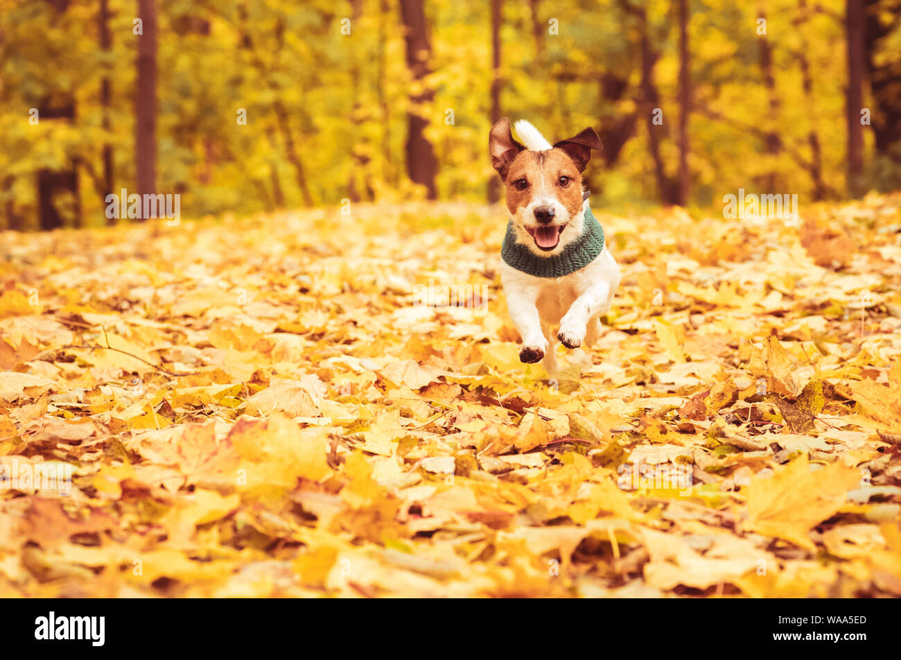 Playful dog running and romping at lawn covered with colorful fallen autumn leaves Stock Photo