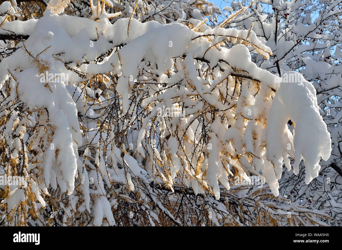 Golden needles on larch tree branch with fluffy white snow covered - early winter landscape at sunlight. Beautiful winter scene for calendar, weather Stock Photo