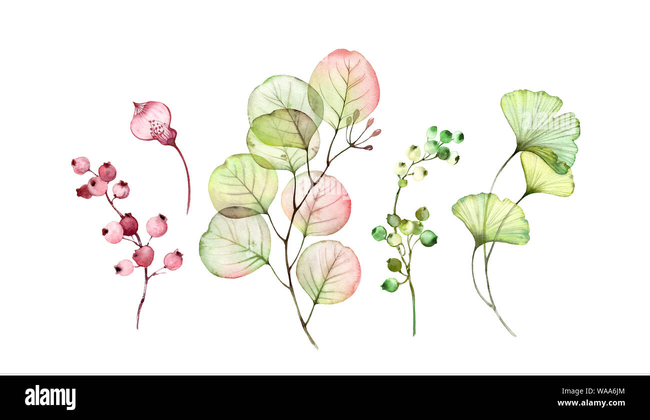 Watercolor Transparent floral set. Eucalyptus branch, leaves and berries isolated on white. Botanical illustration for wedding design Stock Photo