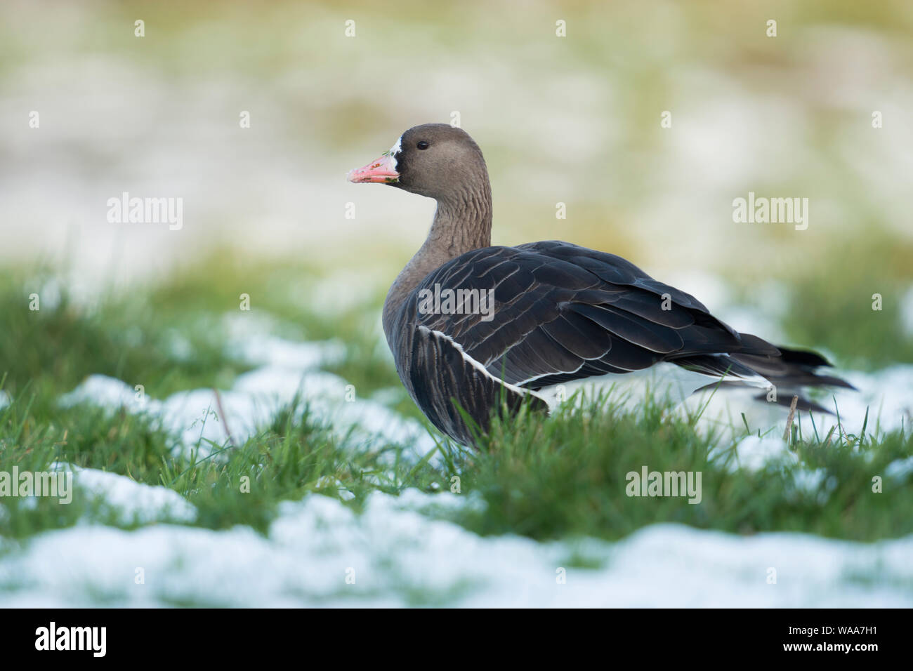 White-fronted Goose / Arctic Goose ( Anser albifrons ) resting on a meadow in winter, snow, wildlife, Europe. Stock Photo