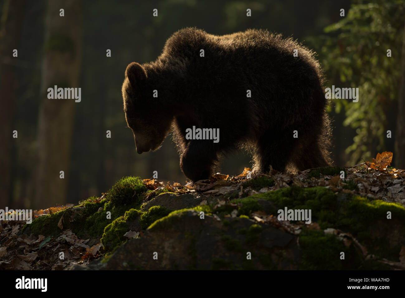 European Brown Bear / Braunbaer ( Ursus arctos ), young cub, walking over rocks on a clearing in a boreal forest, in first warm morning light, Europe. Stock Photo
