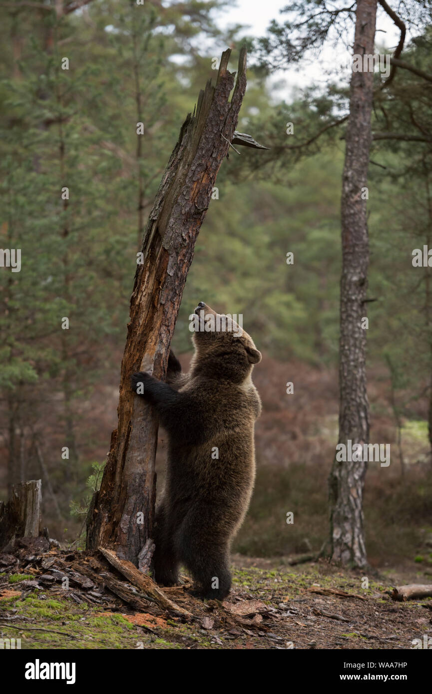 European Brown Bear / Europaeischer Braunbaer ( Ursus arctos ), playful young cub, standing on hind legs in front of an old tree, looks cute and funny Stock Photo