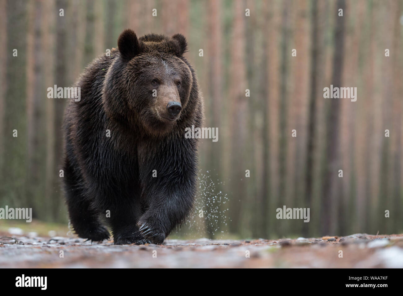 Brown Bear / Braunbaer ( Ursus arctos ) walking over wet ground, in front of a boreal forest, impressive encounter, frontal shot, low point of view, E Stock Photo