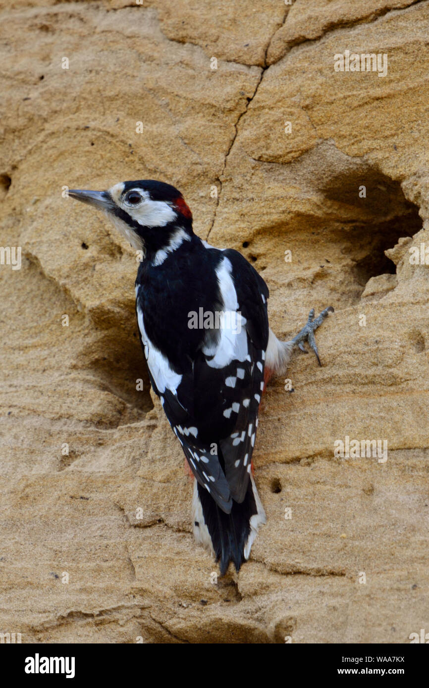 Greater / Great Spotted Woodpecker / Buntspecht ( Dendrocopos major ) adult male, nest robber, searching for food in a Sand Martin ( Bank Martin ) col Stock Photo