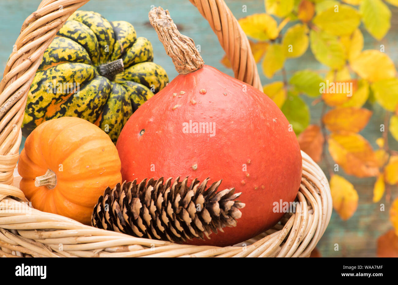 autumn decoration with pumpkin and leaves Stock Photo