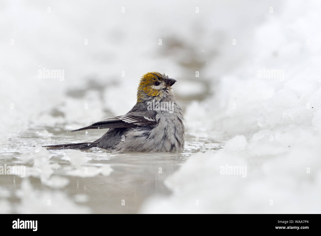 Pine grosbeak / Hakengimpel ( Pinicola enucleator ), female adult in winter, bathing, cleaning its plumage in an icy puddle, Montana, USA. Stock Photo