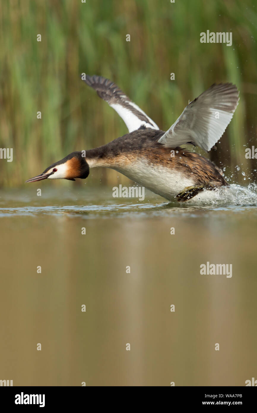 Great Crested Grebe / Haubentaucher ( Podiceps cristatus ) in a hurry, flapping its wings, taking off from a stretch of water, chasing a rival, Europe Stock Photo