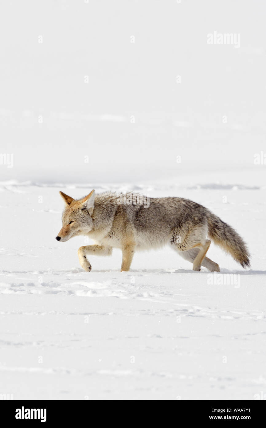 Coyote / Kojote ( Canis latrans ) in winter, walking through deep snow, squinting eyes, hunting, Yellowstone Area, Wyoming, USA. Stock Photo