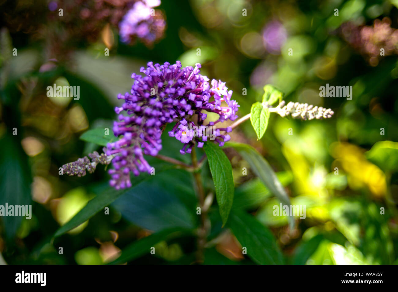 Concept flora : Et florens lilac Stock Photo