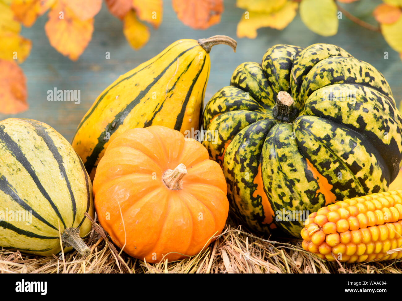 autumn decoration with pumpkin and leaves Stock Photo - Alamy