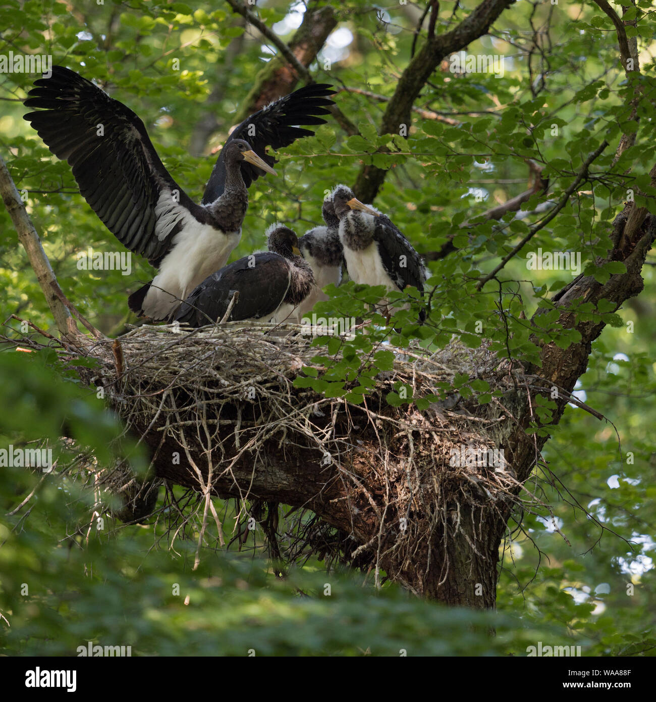 Black Stork / Schwarzstorch ( Ciconia nigra ), offspring, nestlings, almost fledged, fluttering with wings, in typical nest, eyrie hidden in a treetop Stock Photo
