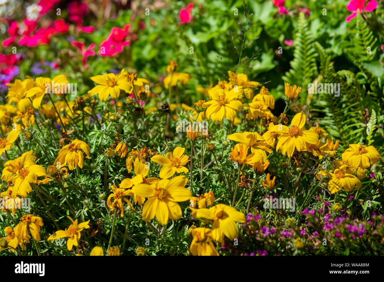 Concept flora : Flower decoration Stock Photo