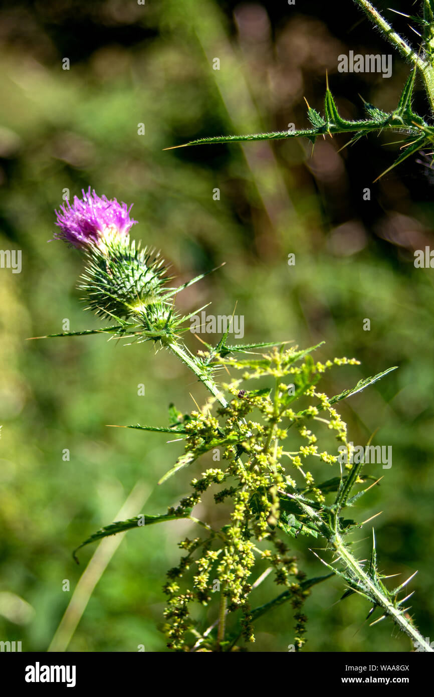 Concept flora : Spear thistle / Cirsium vulgare Stock Photo