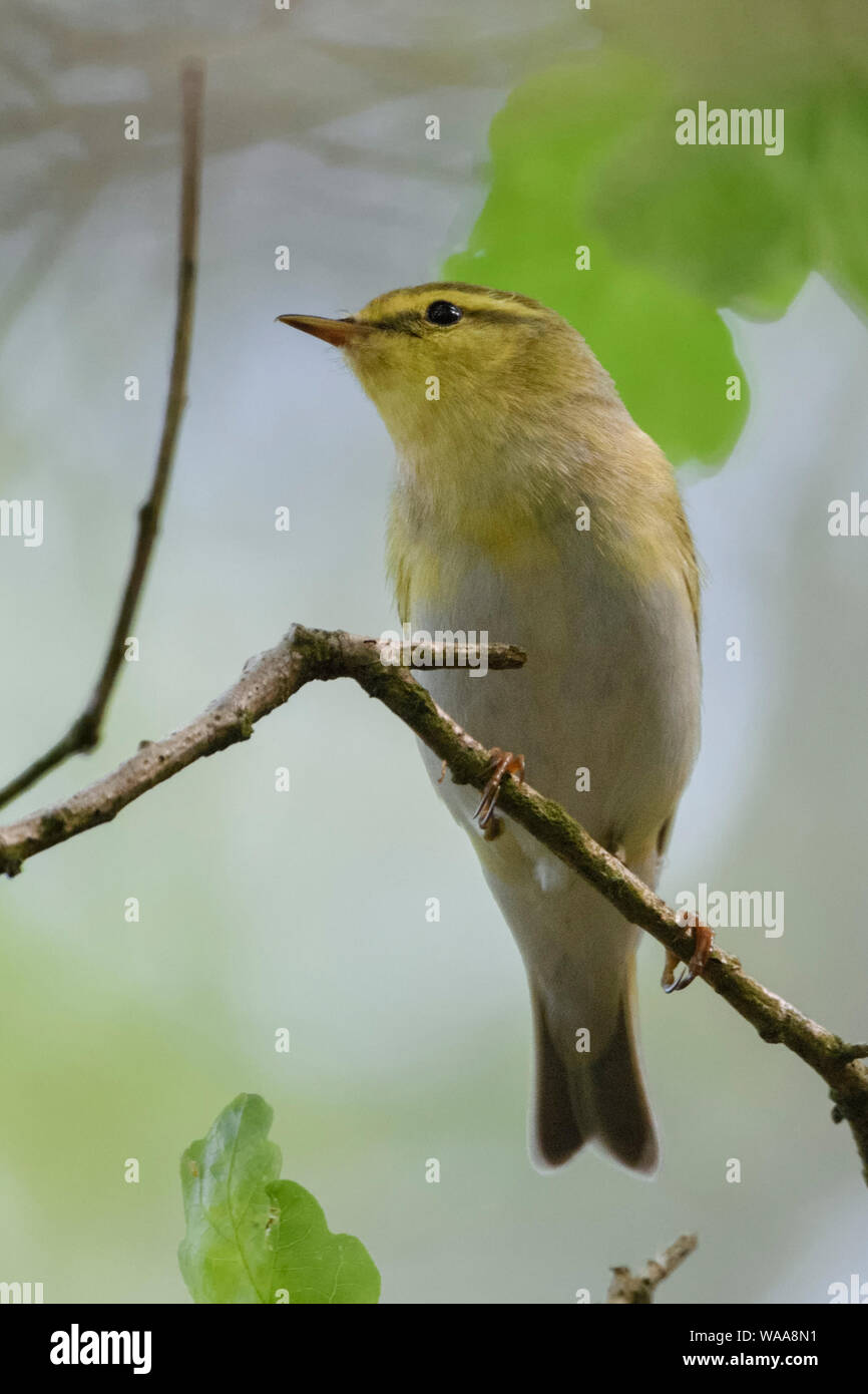 Wood Warbler / Waldlaubsänger ( Phylloscopus sibilatrix ), male in breeding dress, perched on a branch of an oak somewhere in the woods, typical view, Stock Photo