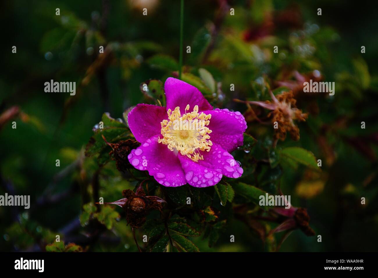 Closeup shot of a beautiful purple flower in a forest Stock Photo - Alamy
