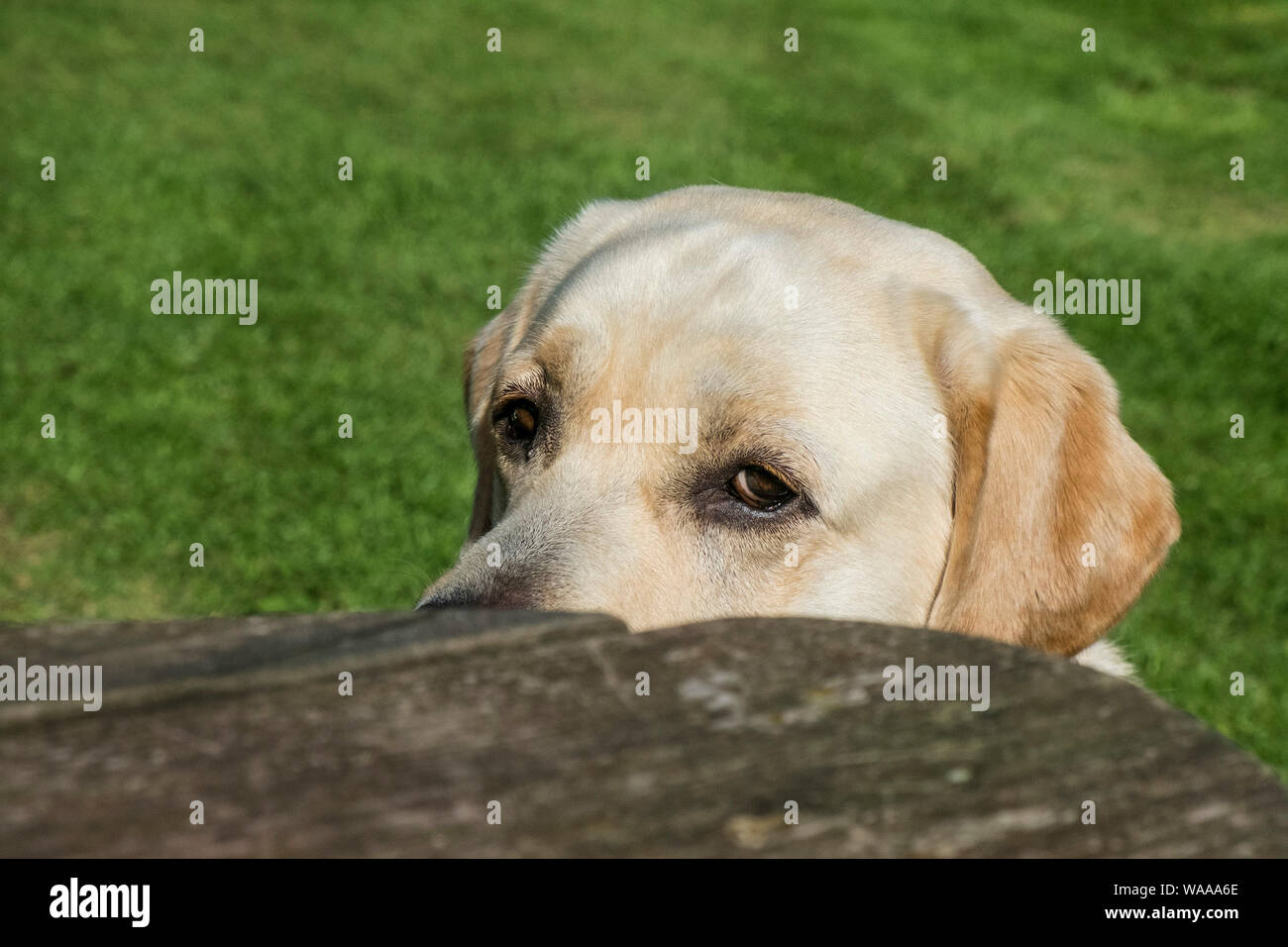 Labrador eyes hires stock photography and images Alamy