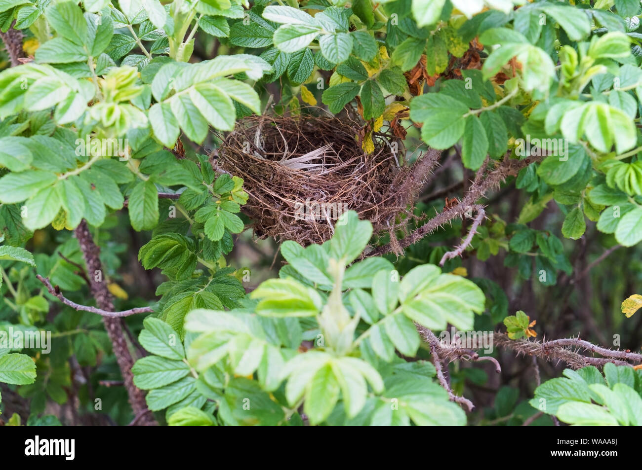the bird's nest in the wild rose bushes, the animal's nest in the wild