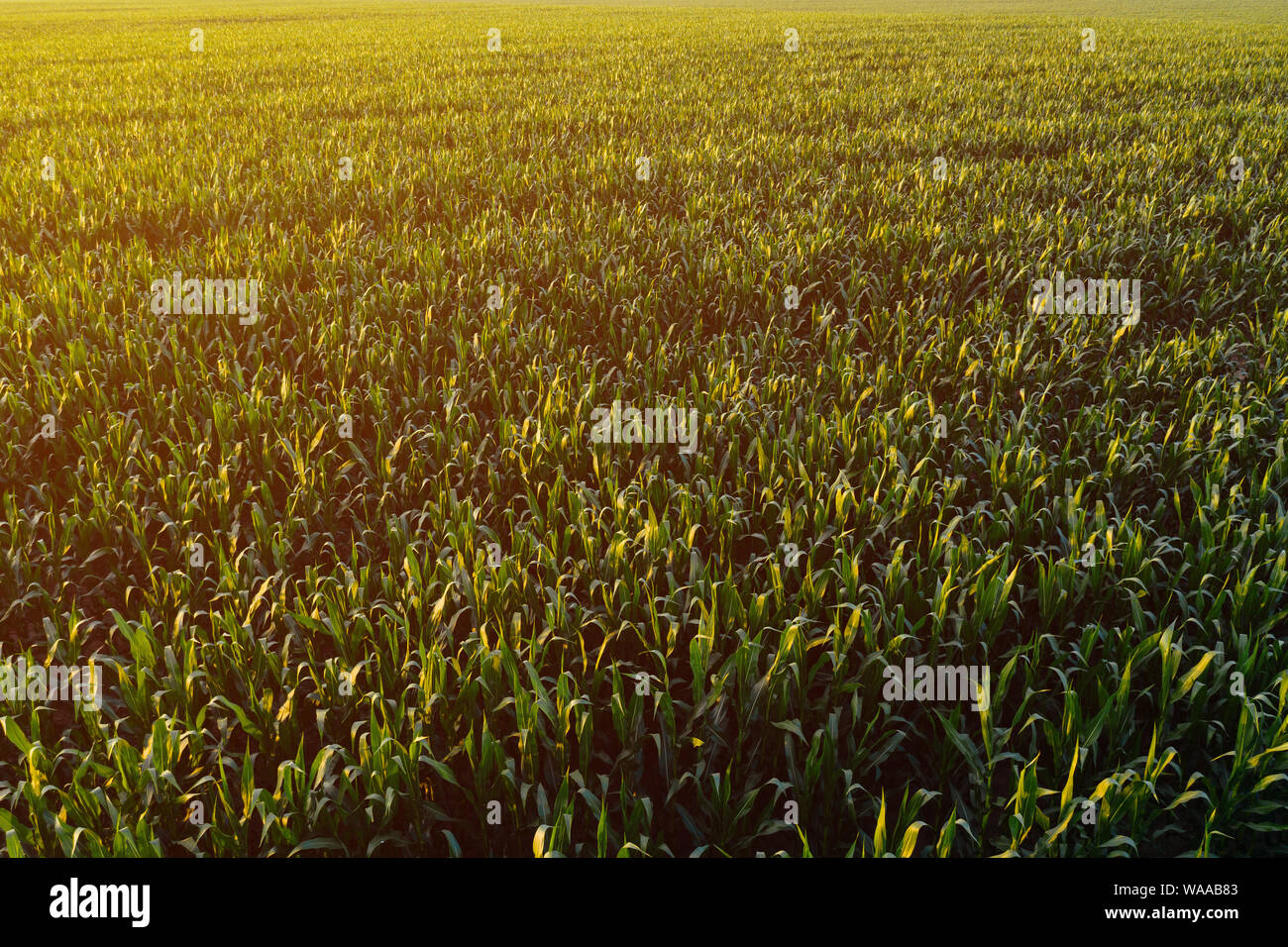 Aerial view of green corn crops field from drone pov Stock Photo