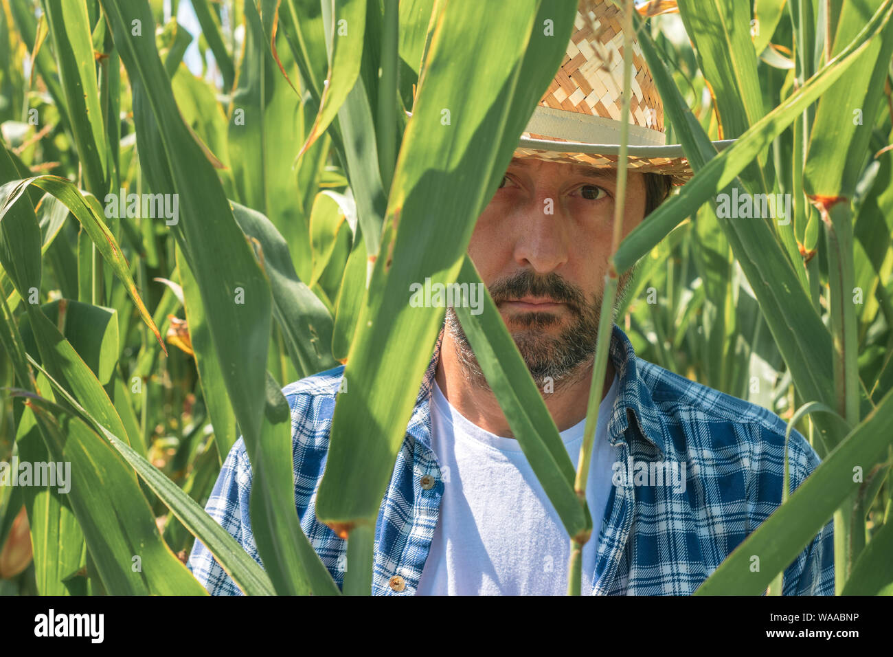 Portrait of handsome corn farmer in cultivated maize field wearing ...