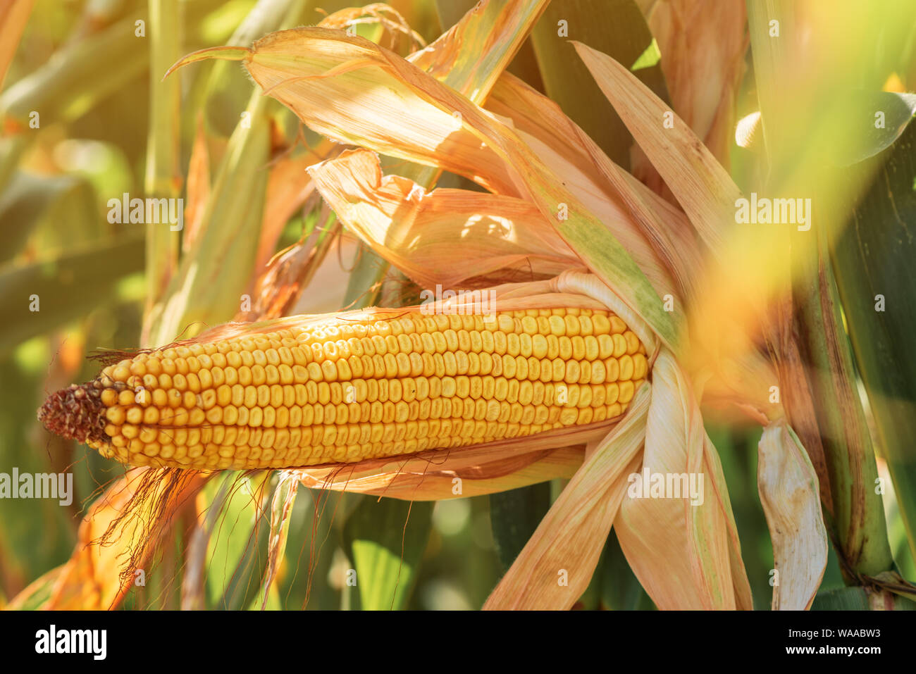 Maize corn cob hi-res stock photography and images - Alamy
