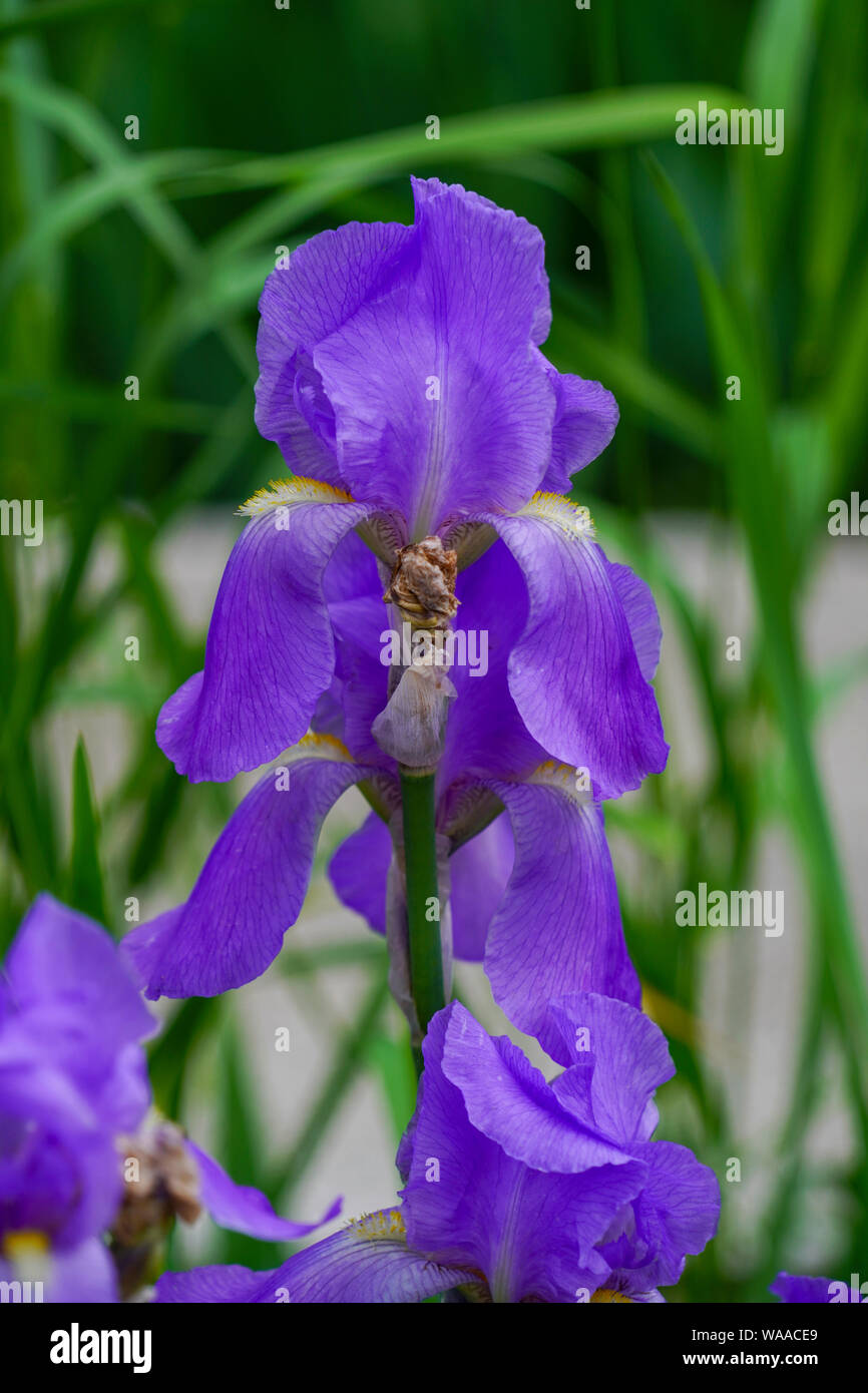 Purple iris growing in a garden. Photographed in Romania in May Stock Photo