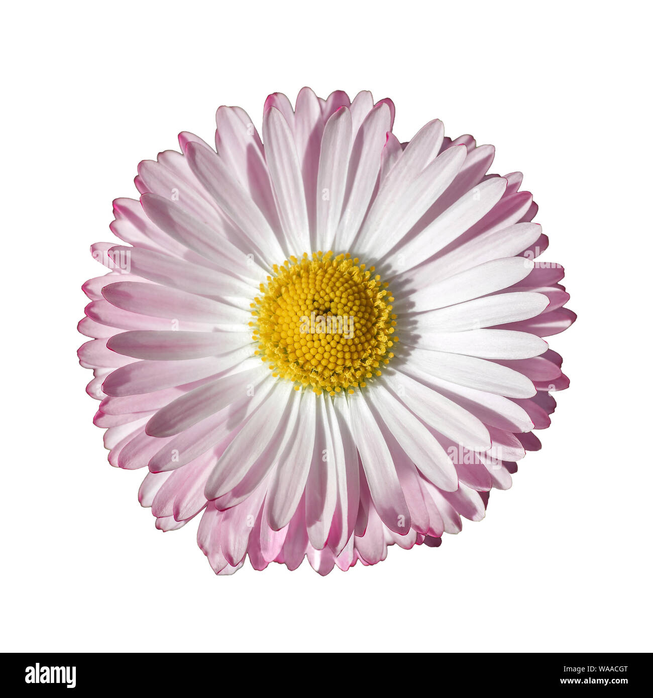 Pink Daisy isolated on white background. Bellis perennis small wild flower, top view Stock Photo