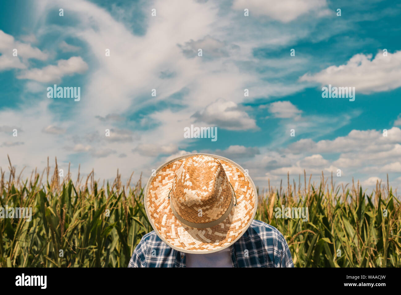 Corn farmer in cultivated maize field wearing protective straw hat on ...