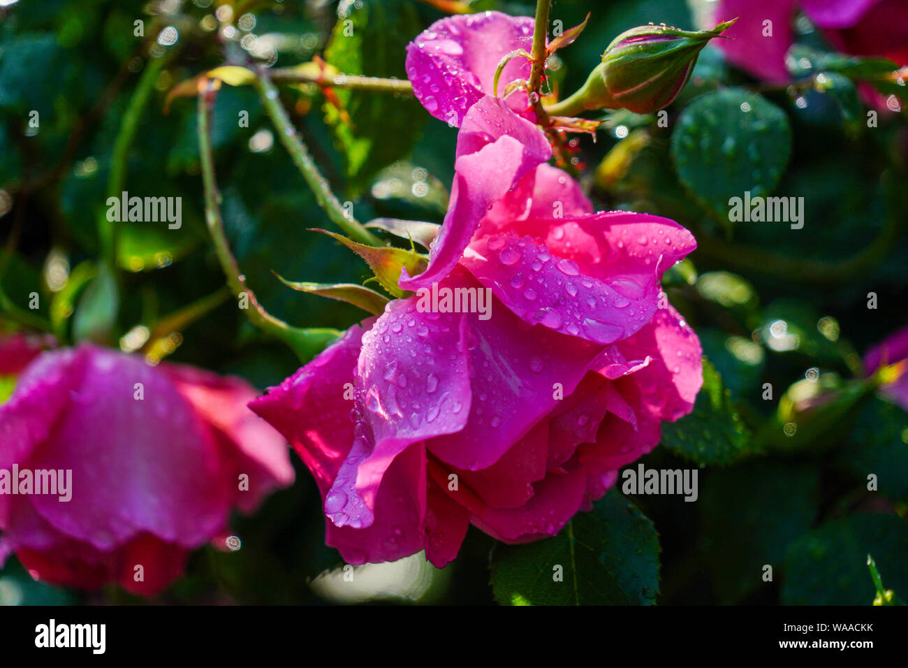 Pink Rose growing in a garden. Photographed in Romania in May Stock Photo