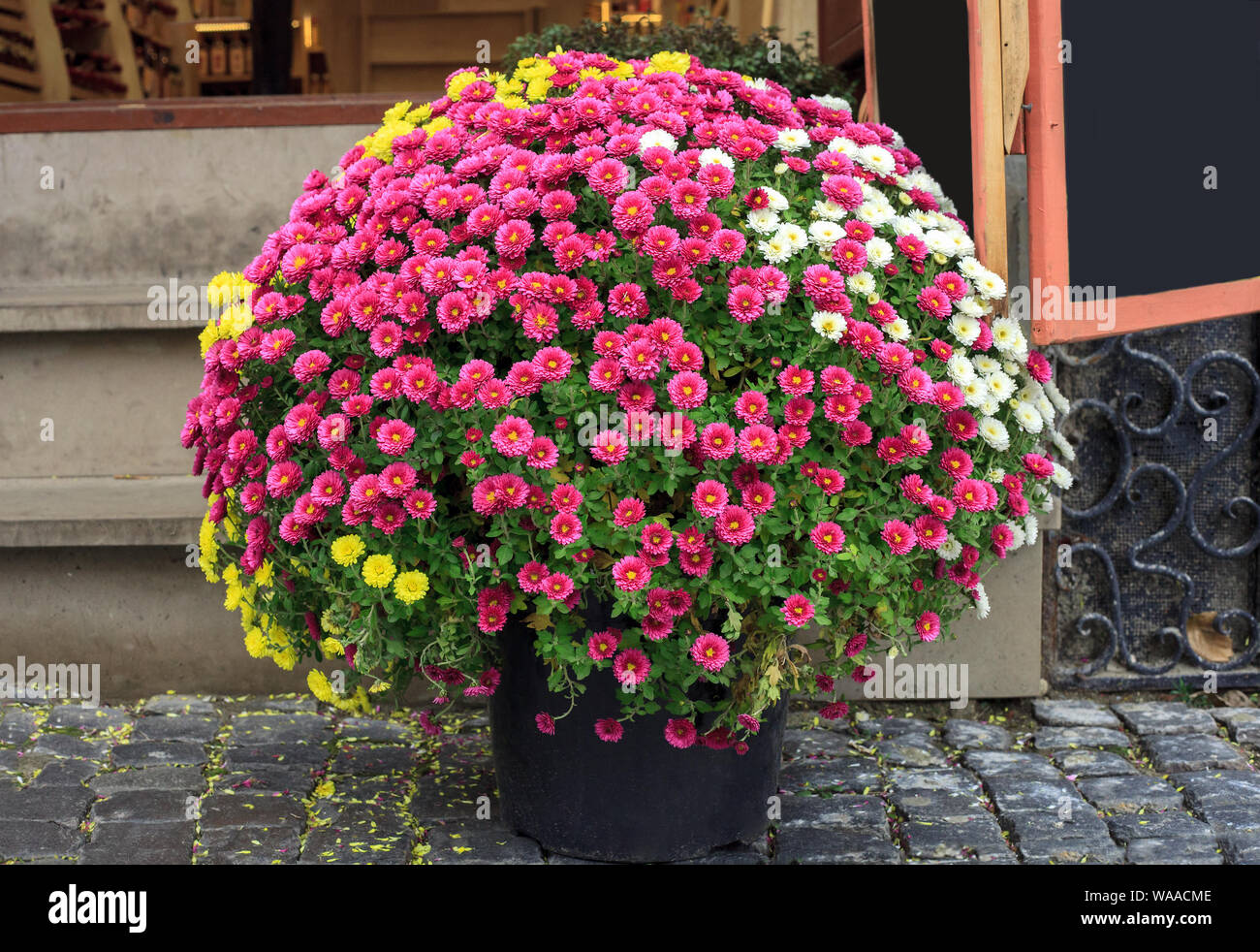 Bouquet of colorful chrysanthemums small flowers growing in pot Stock Photo Alamy