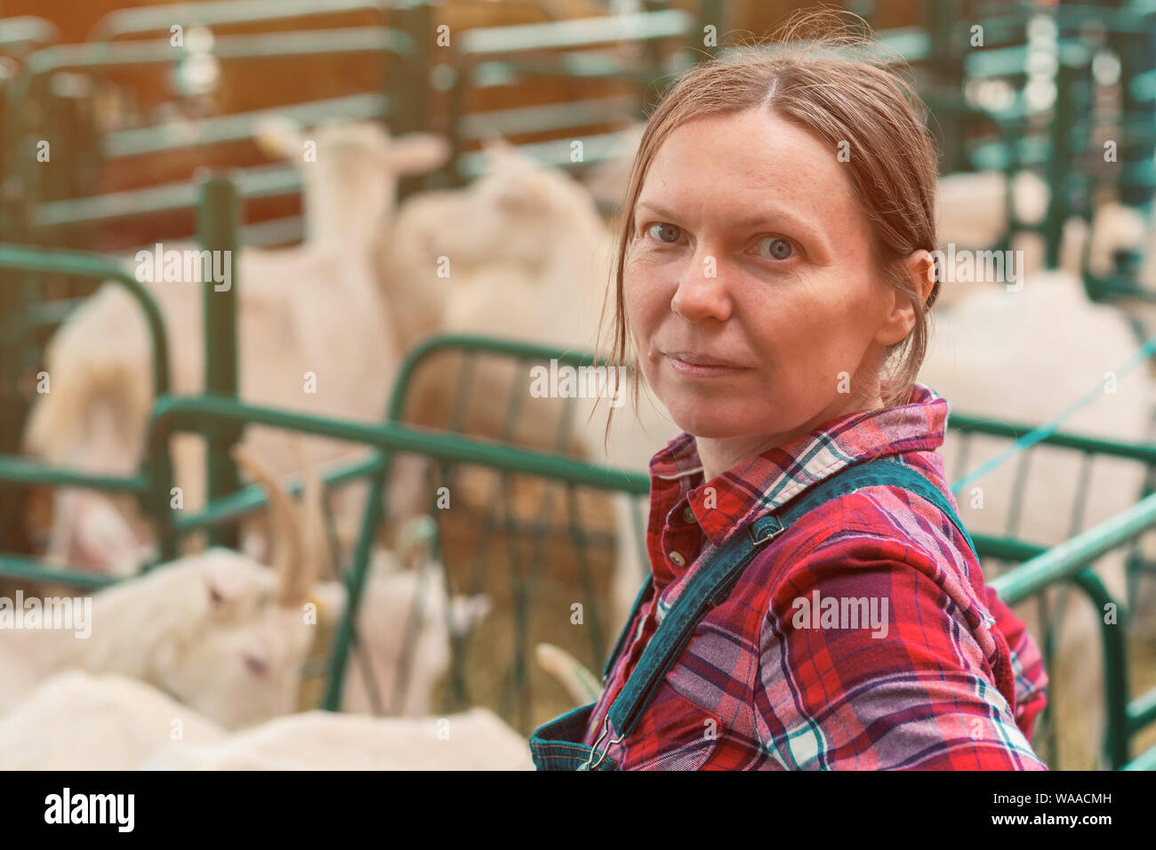 Female farmer at goat raising and breeding farm checking up on herd of domestic animals Stock Photo