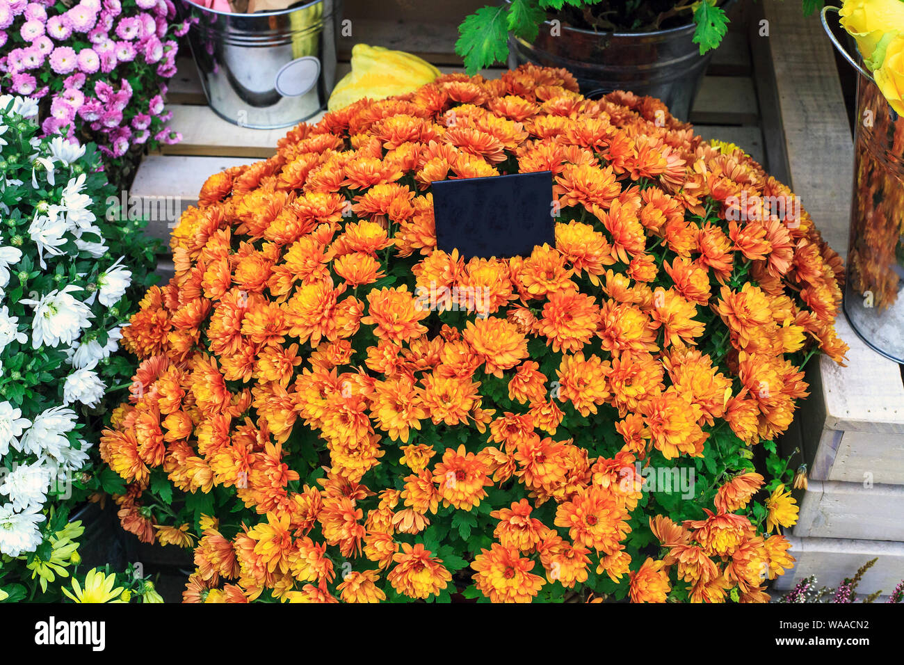 Bouquet of orange chrysanthemums flowers sale in garden centre, top view Stock Photo