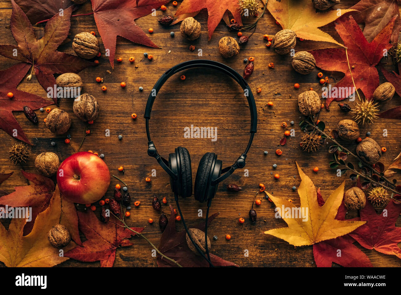 Flat lay top view headphones with autumn arrangement of dry maple leaves and walnut shells Stock Photo