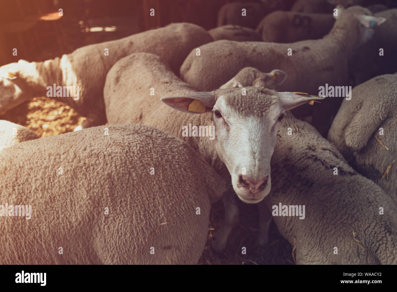 Ile de France sheep flock in pen on livestock farm, domestic animals husbandry concept Stock Photo