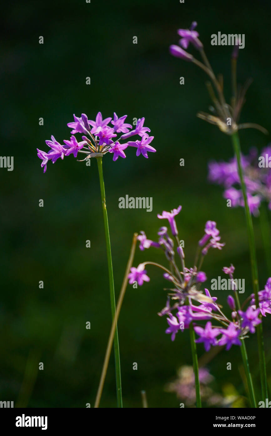 Purple flower in a garden Stock Photo - Alamy