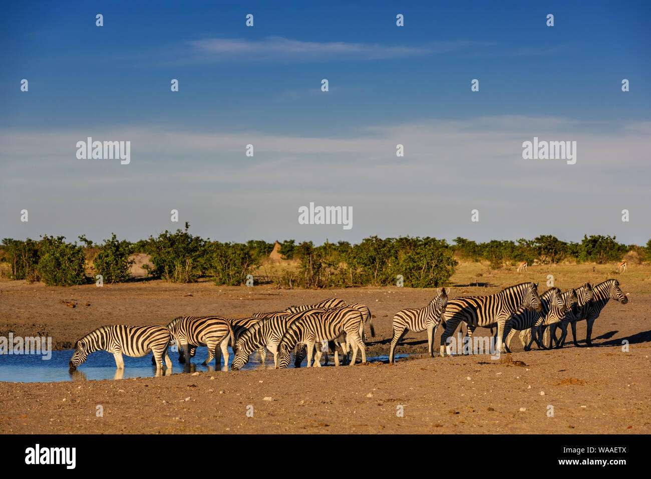 Plains Zebra - Equus quagga; large popular horse like animal from African savannas; Etosha National Park; Namibia Stock Photo