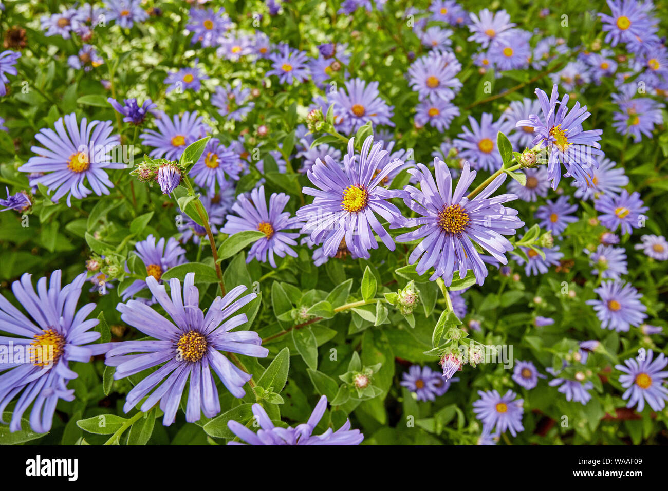 Beautiful, vibrant, pink Osteospermum (African Daisy) flowers on a bright summer’s day. Stock Photo