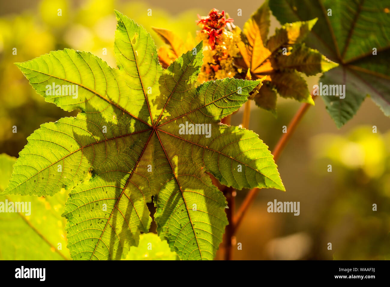 castoroil plant with leaves and flower Stock Photo Alamy