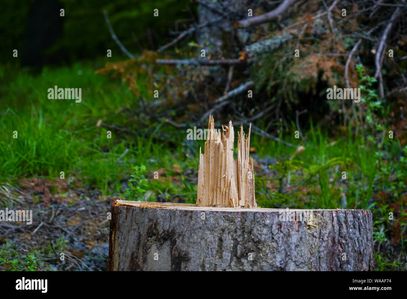 Tree trunk cutting cut out hires stock photography and images Alamy