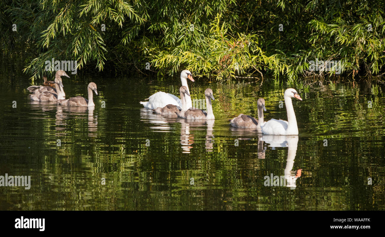 Adult Mute Swans (Cygnus olor) with cygnets on a British river, Britain, UK Stock Photo