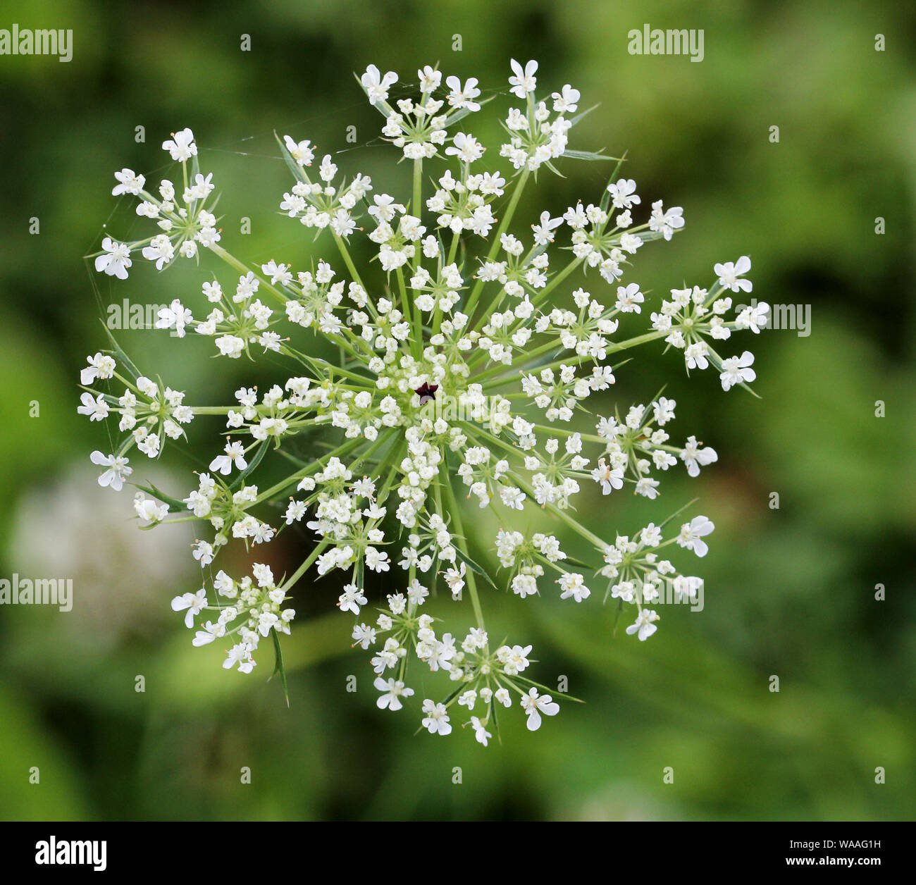 Queen Anne's Lace or Daucus Carota Blossom Macro showing center flower of the wild carrot Stock Photo