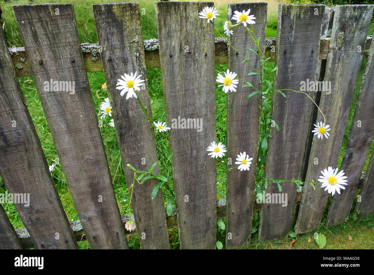 Wooden picket fence hi-res stock photography and images - Alamy