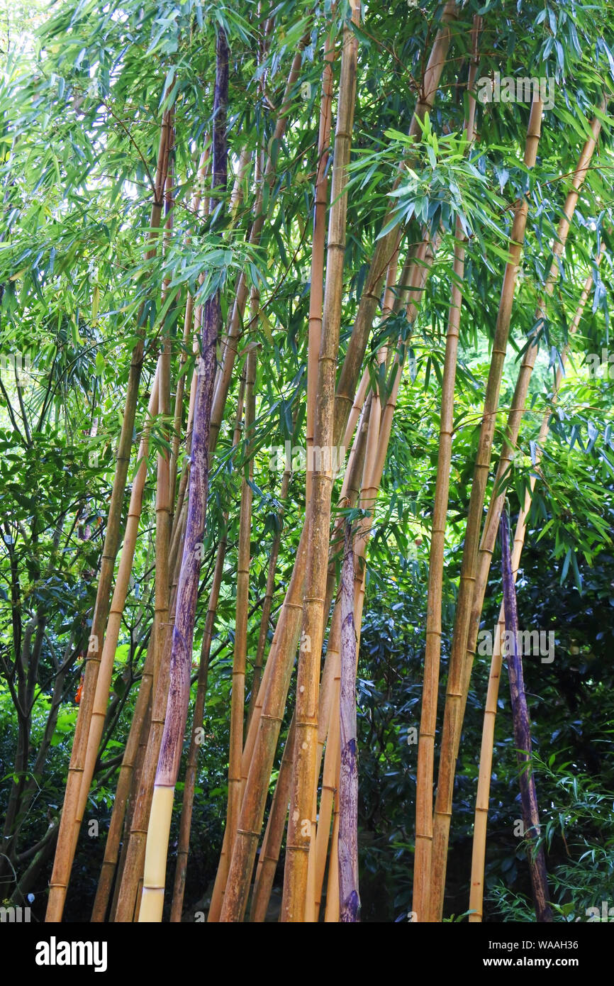 Close-up of bamboo stems growing in an English country garden - John Gollop Stock Photo
