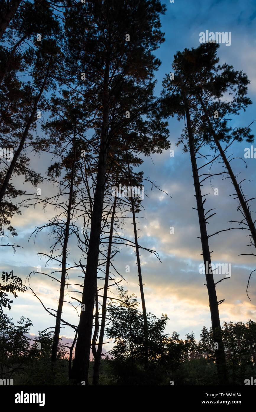 Silhouettes of trees against the backdrop of the beautiful evening sky ...