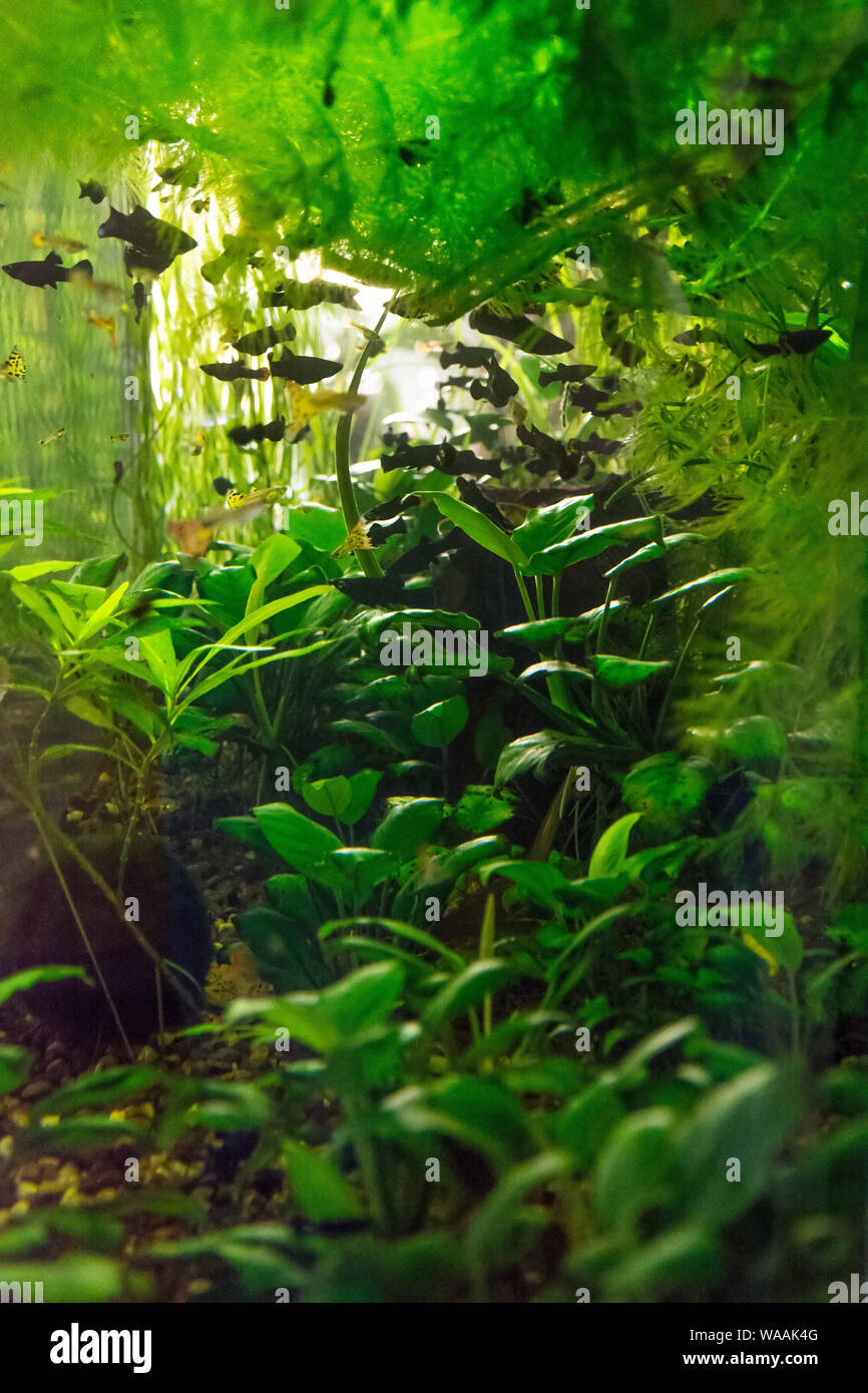 Jungle in an aquarium with small black fish Stock Photo
