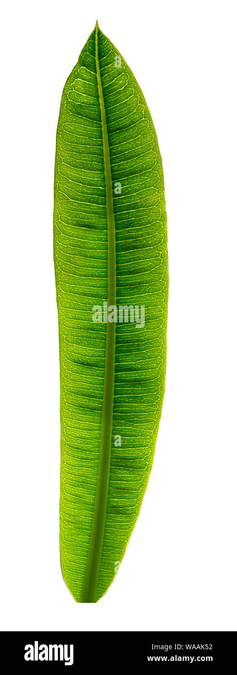 pachypodium Leaf on a gleam Stock Photo