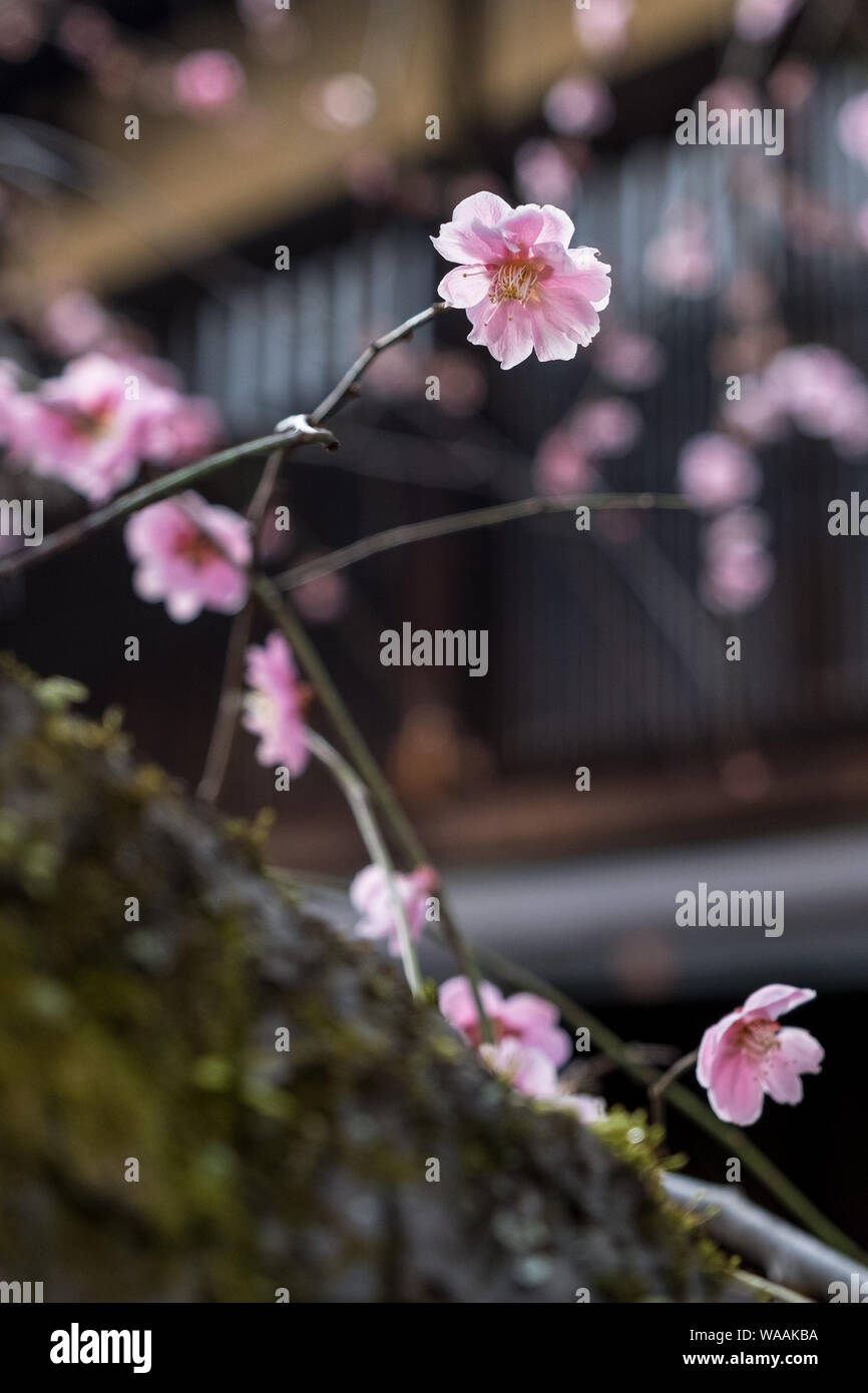 Peach tree in blossom japan hi-res stock photography and