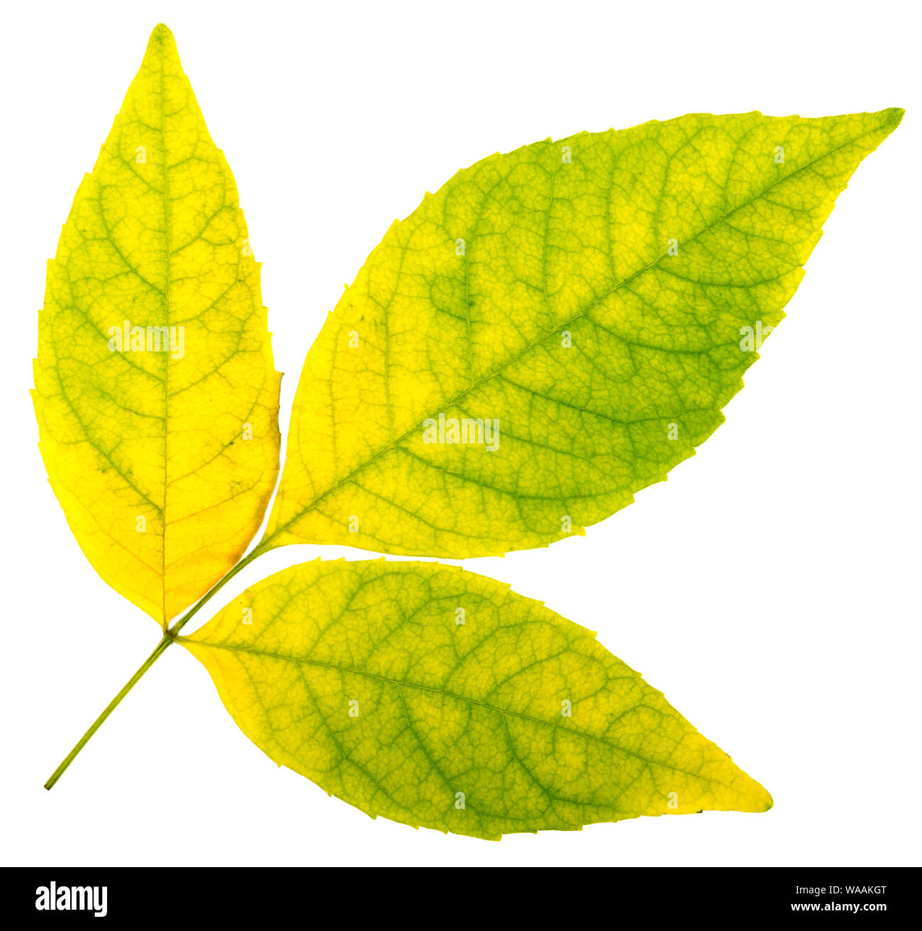 Collection of autumn leaves. Isolation with clipping paths Stock Photo