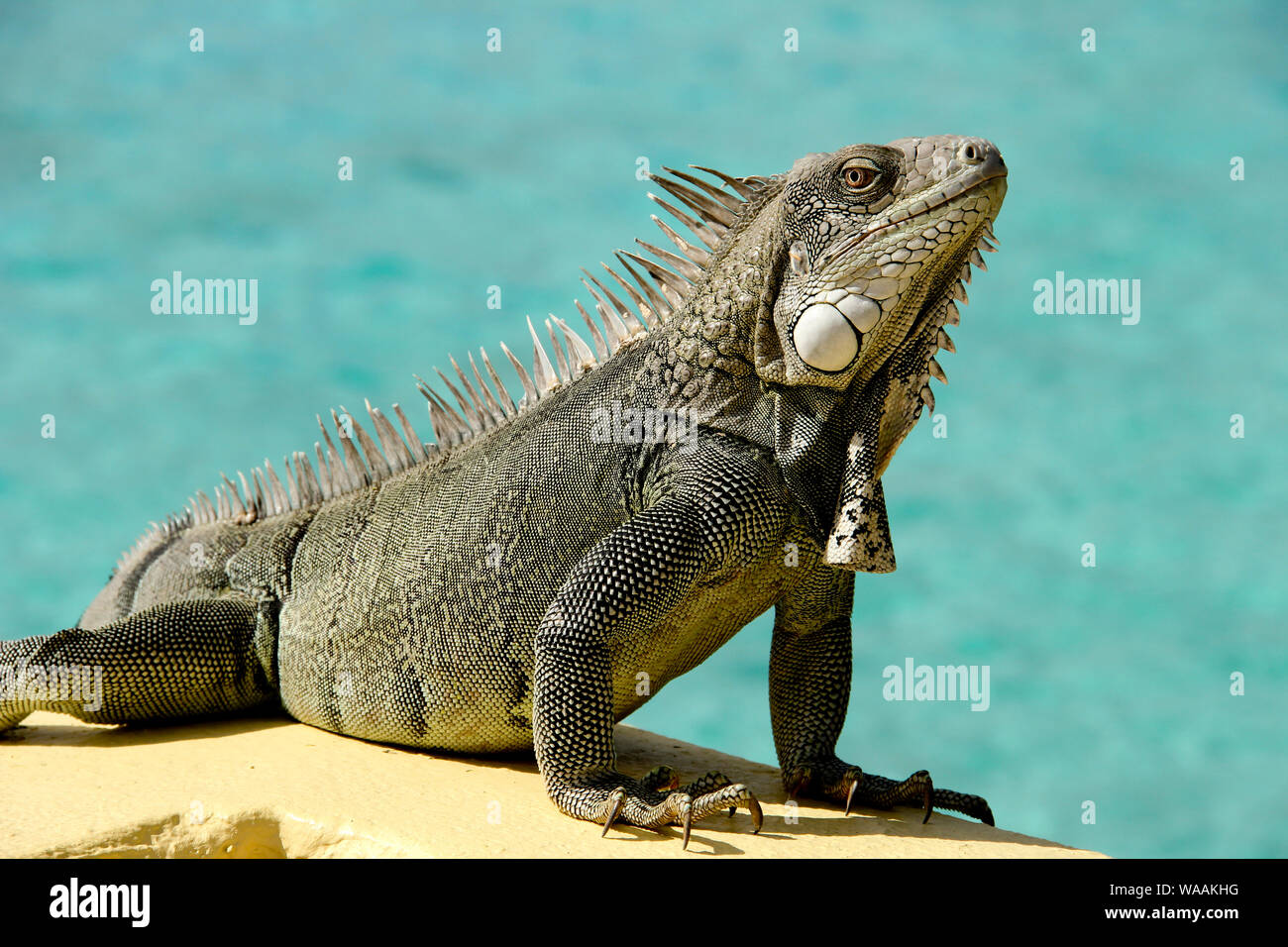 Iguana bathing in the sunshine with the blue ocean in the background Stock Photo