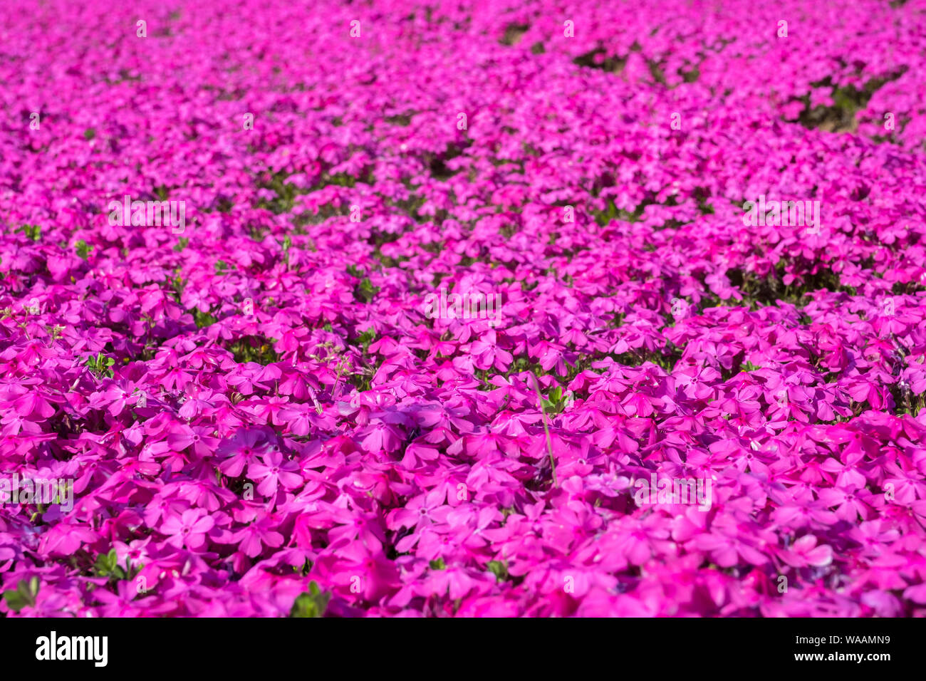 A carpet of bright pink phlox in a field in Japan Stock Photo